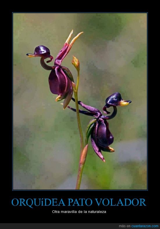 violeta,morado,increible,flor,naturaleza,volador,pato,orquidea